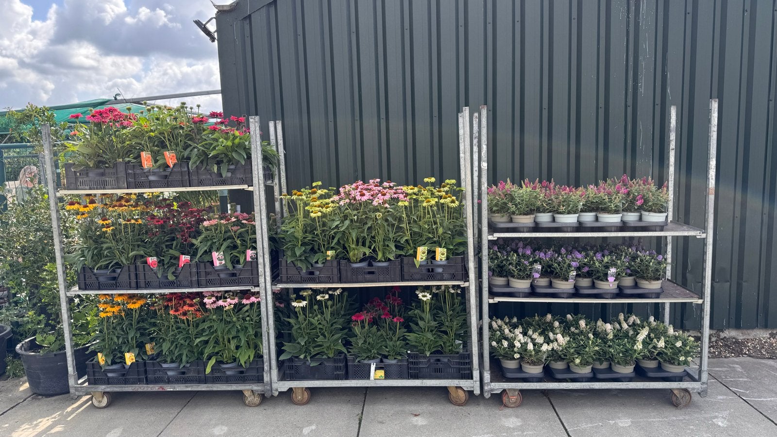 Echinacea: Volle struiken met bloem en knop (17 cm), Volle zon, Vaste plant, Zomer, Ophalen