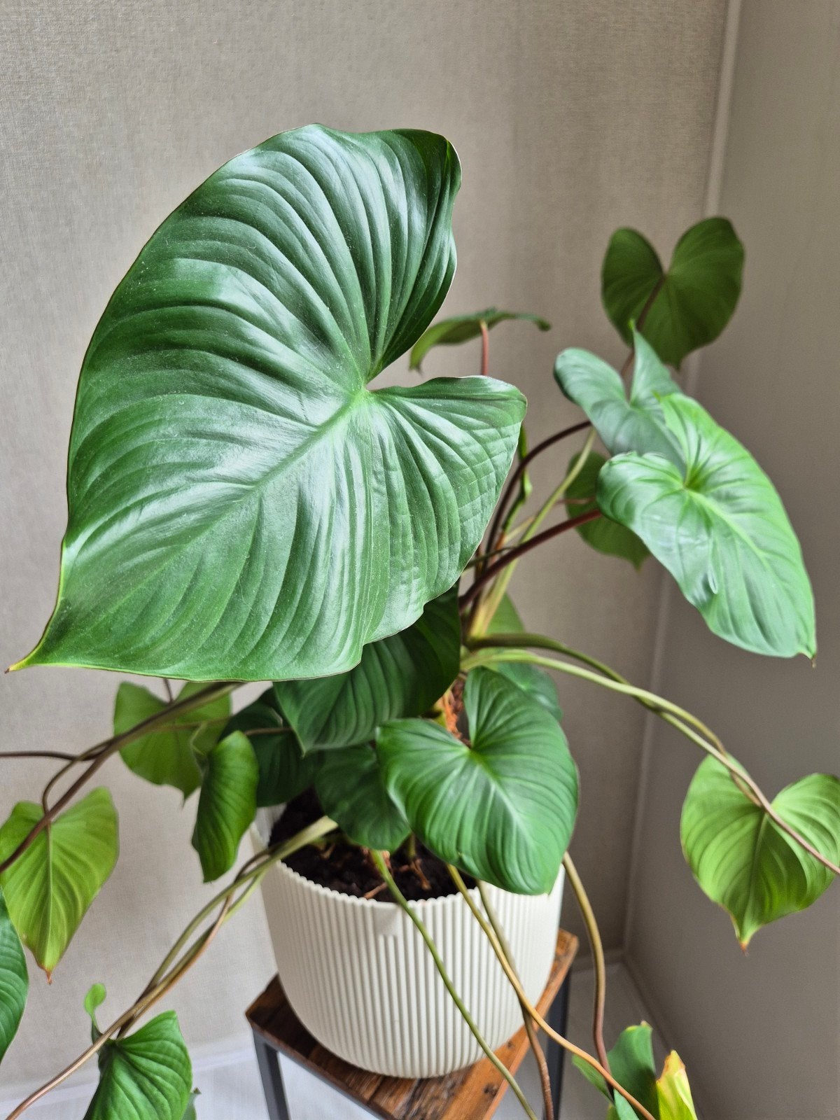 Grote Homalomena plant met witte pot, Kunststof, Rond, Binnen, Zo goed als nieuw