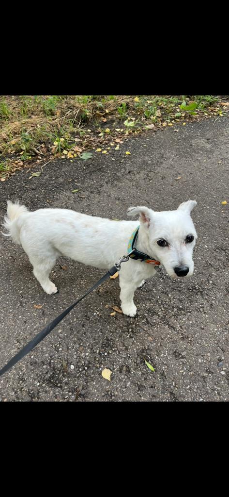 Zorgzaam huisje gezocht, 6 jaar of ouder, Teef, Parvo, Eén hond
