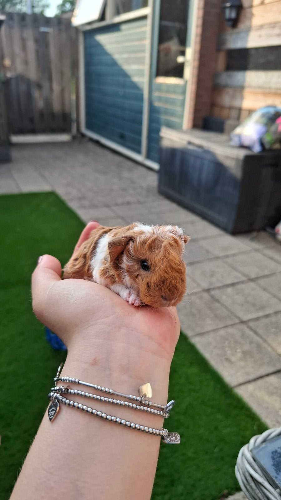 leuk CH teddy zeugje, Dieren en Toebehoren, Knaagdieren, Cavia, Vrouwelijk, Mei, Tam
