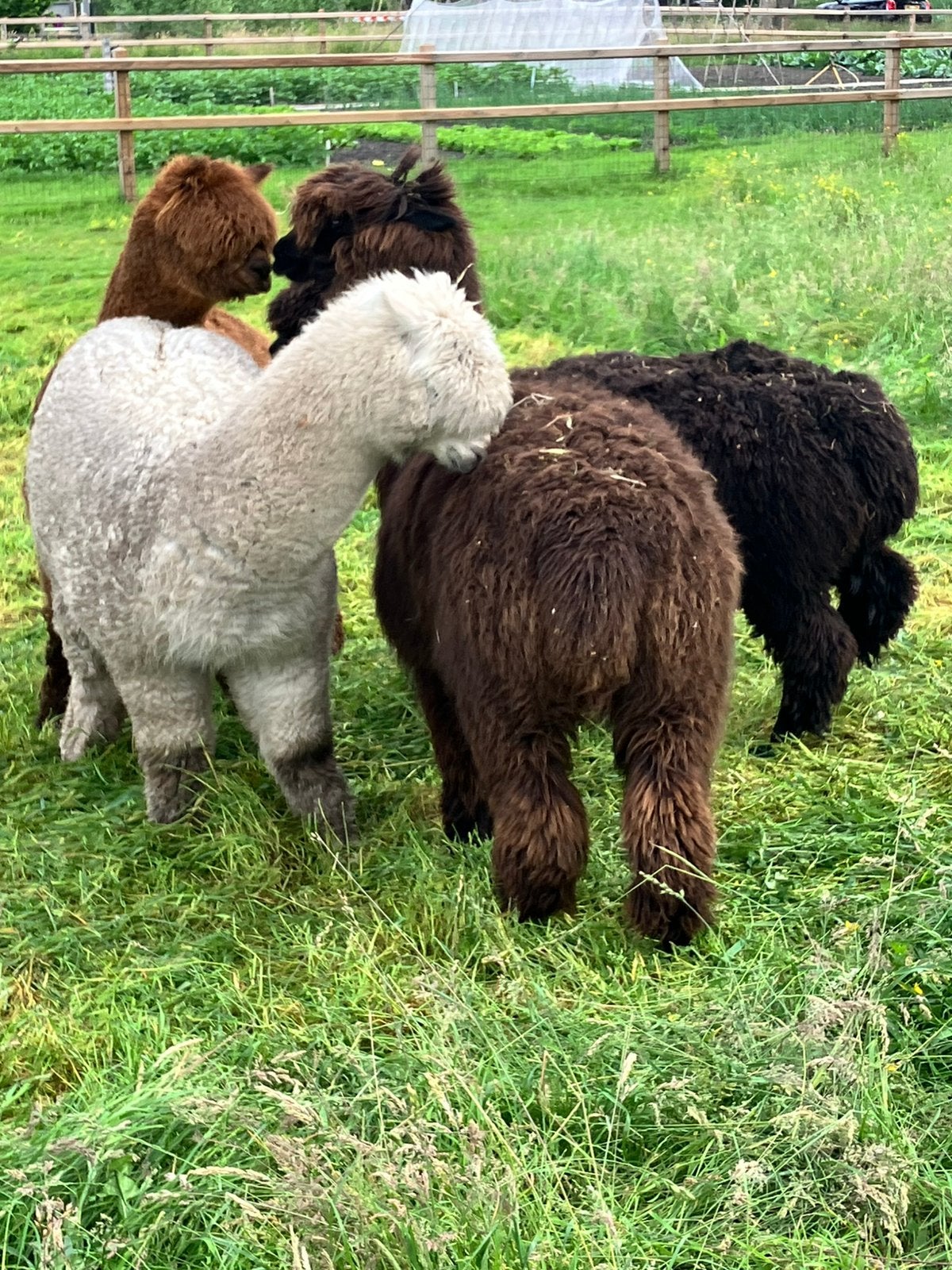 te koop prachtige alpaca wol alpacawol, Hobby en Vrije tijd, Spinnewielen en Spinnen, Ophalen of Verzenden, Nieuw, Spinnewiel