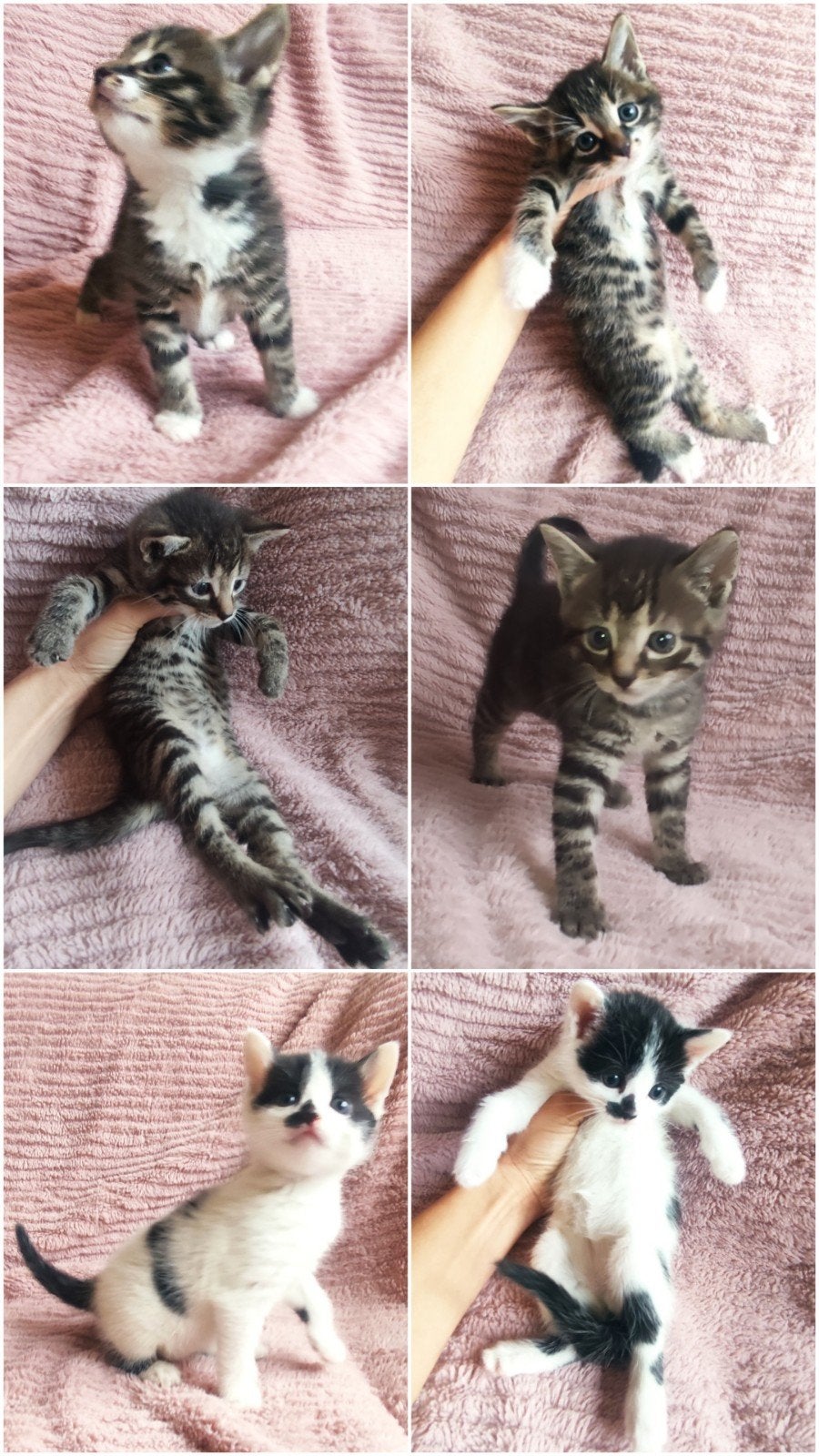😻Kittens geboren op 16 augustus🩷🩵 verhuizen met 12 weken, Meerdere dieren, Kortharig, 0 tot 2 jaar