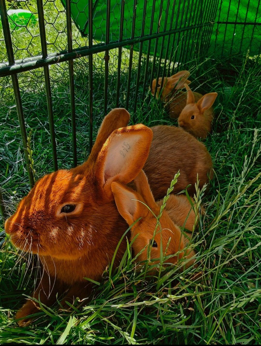 Nieuwzeelander, baby konijntjes, jonge konijnen voedsters, Dieren en Toebehoren, Konijnen, Vrouwelijk, Middelgroot, 0 tot 2 jaar