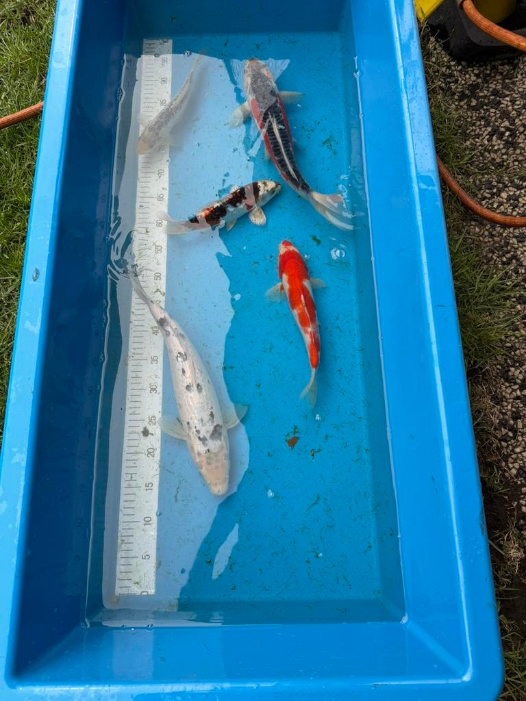 Japanse koi te koop, Karper of Koi