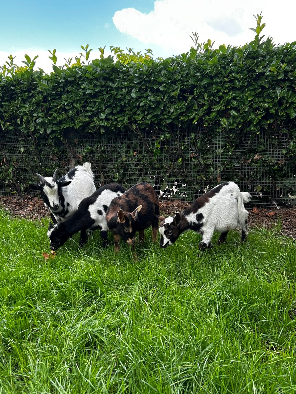 Maanvlek dwergbokjes, Dieren en Toebehoren, Mannelijk, Geit