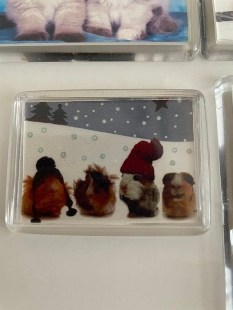 Magneet Cavia Poes Kat Konijn Hamster Eend Magneten, Ophalen of Verzenden, Zo goed als nieuw, Dier