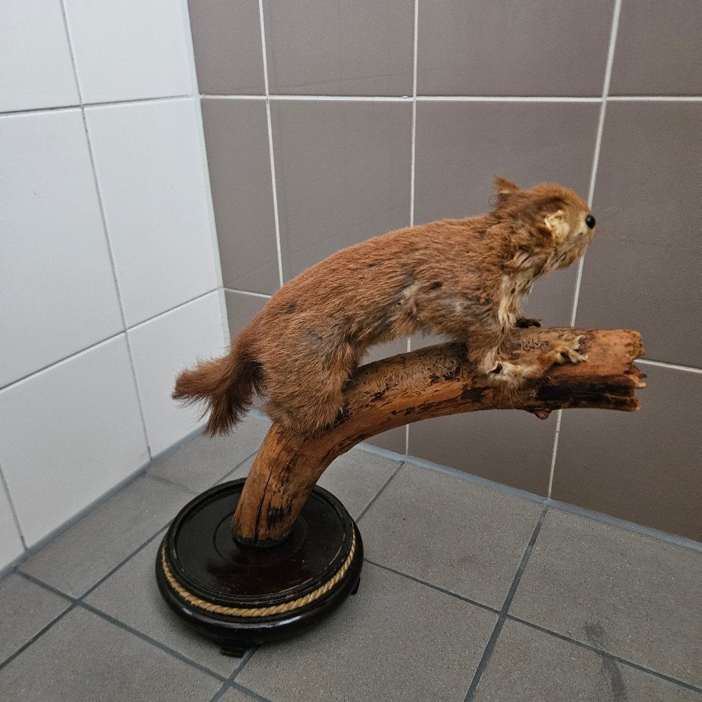 Opgezette eekhoorn opgezet taxidermie taxidermy geprepareerd, Ophalen of Verzenden, Gebruikt, Wild dier, Opgezet dier