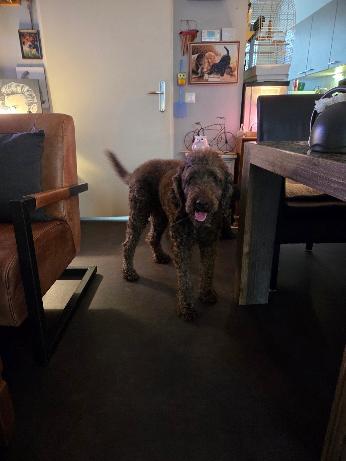 koningspoedel reu met stamboom, Reu, Parvo, Eén hond, 6 jaar of ouder