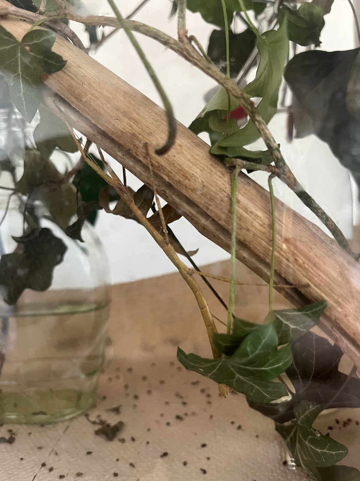 Twee wandelende takken, Dieren en Toebehoren, Insecten en Spinnen, Wandelende tak