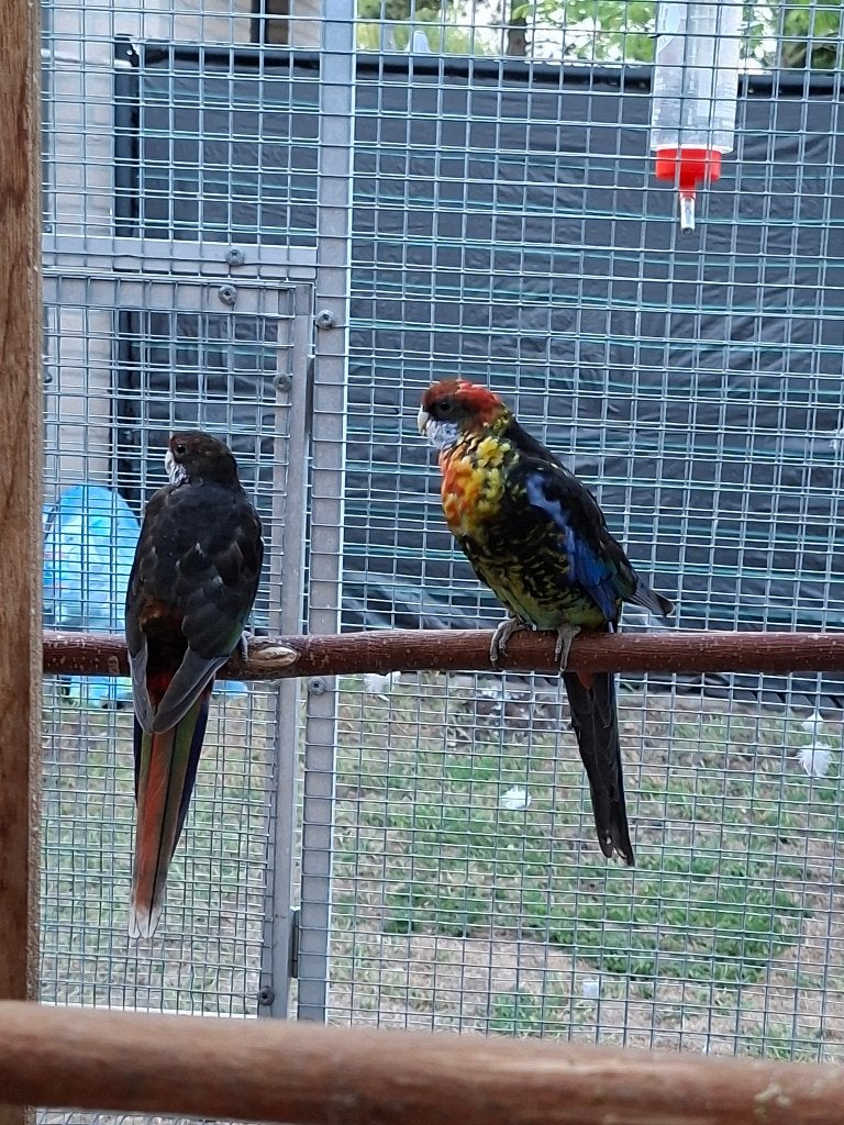 Koppel rosella, Meerdere dieren, Parkiet, Geringd
