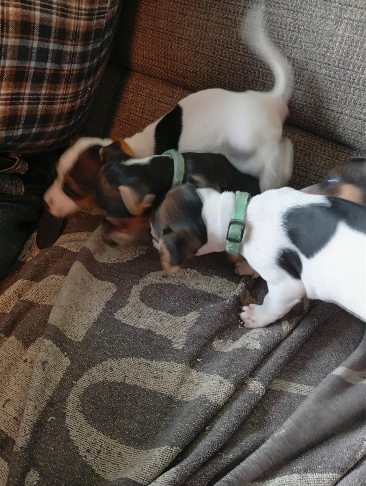 Jack russel pupps, Dieren en Toebehoren, Jack Russell Terriër, 8 tot 15 weken, Meerdere, Meerdere dieren