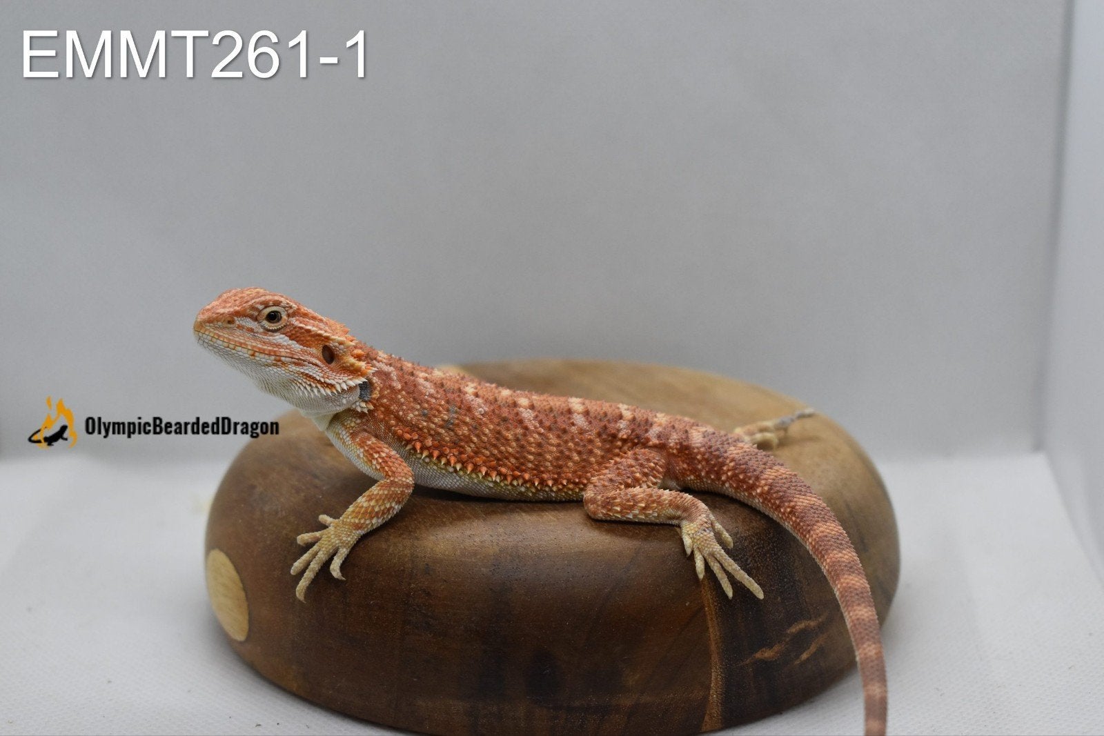Baardagaam man Orange hypo het trans 50% het witblits, Dieren en Toebehoren, Hagedis, 0 tot 2 jaar
