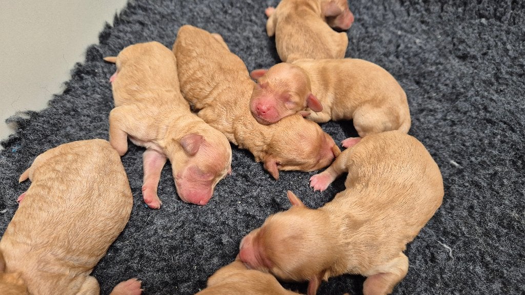 Cockapoo pupjes, Overige rassen, 8 tot 15 weken, Meerdere, Meerdere dieren