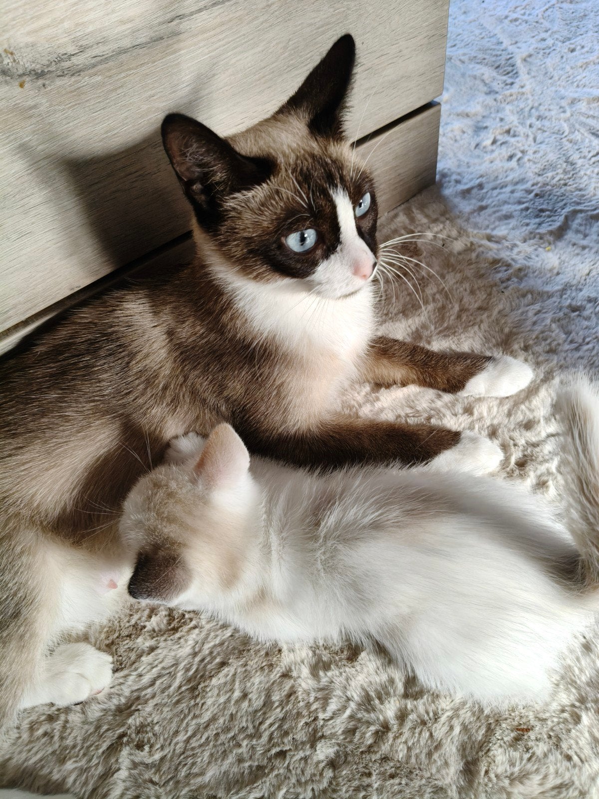 poesje kitten zoeken een thuis, Dieren en Toebehoren, Meerdere dieren, Ontwormd, 0 tot 2 jaar