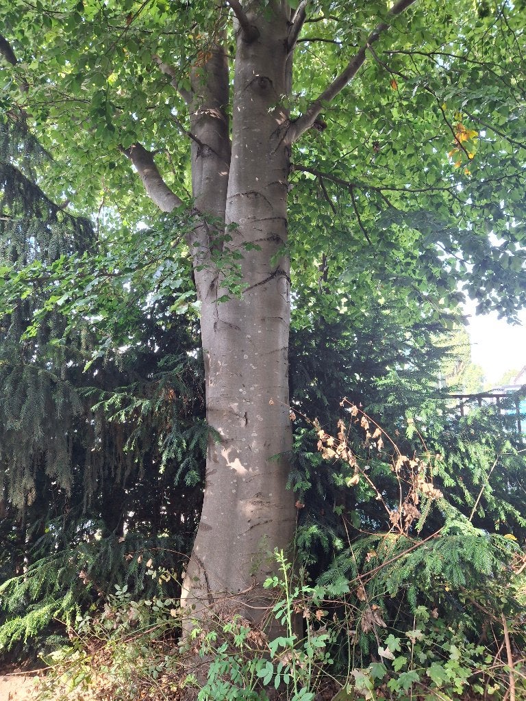 bomen  en omzagen, Bloeit niet, Overige soorten, 250 tot 400 cm, Ophalen