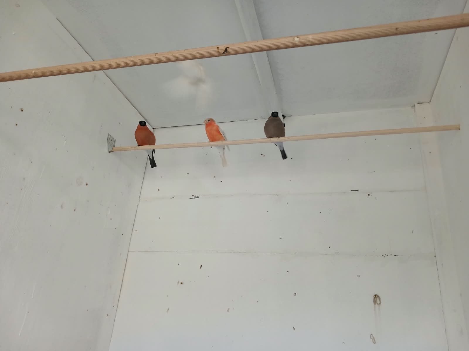 Satinet goudvinken en spilt satinet goudvinken, Meerdere dieren