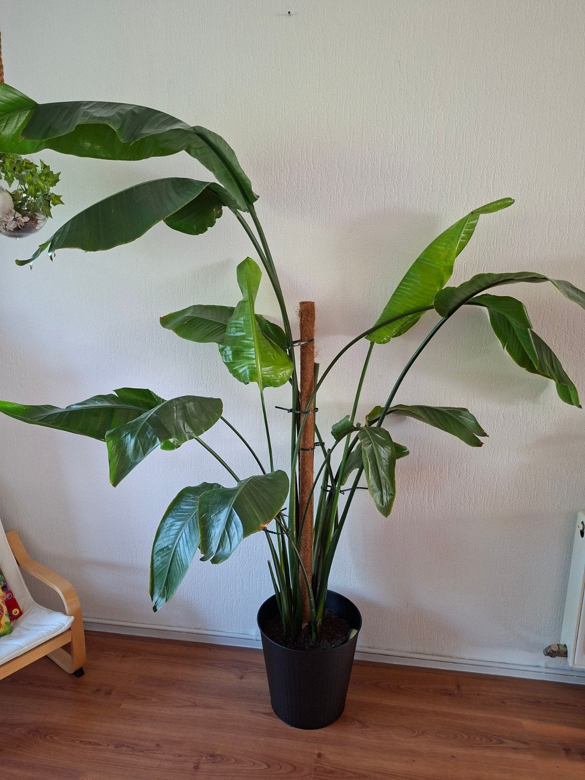 Grote Paradijsvogelplant (Strelitzia Nicolai) o, Ophalen, Overige soorten, Halfschaduw, In pot