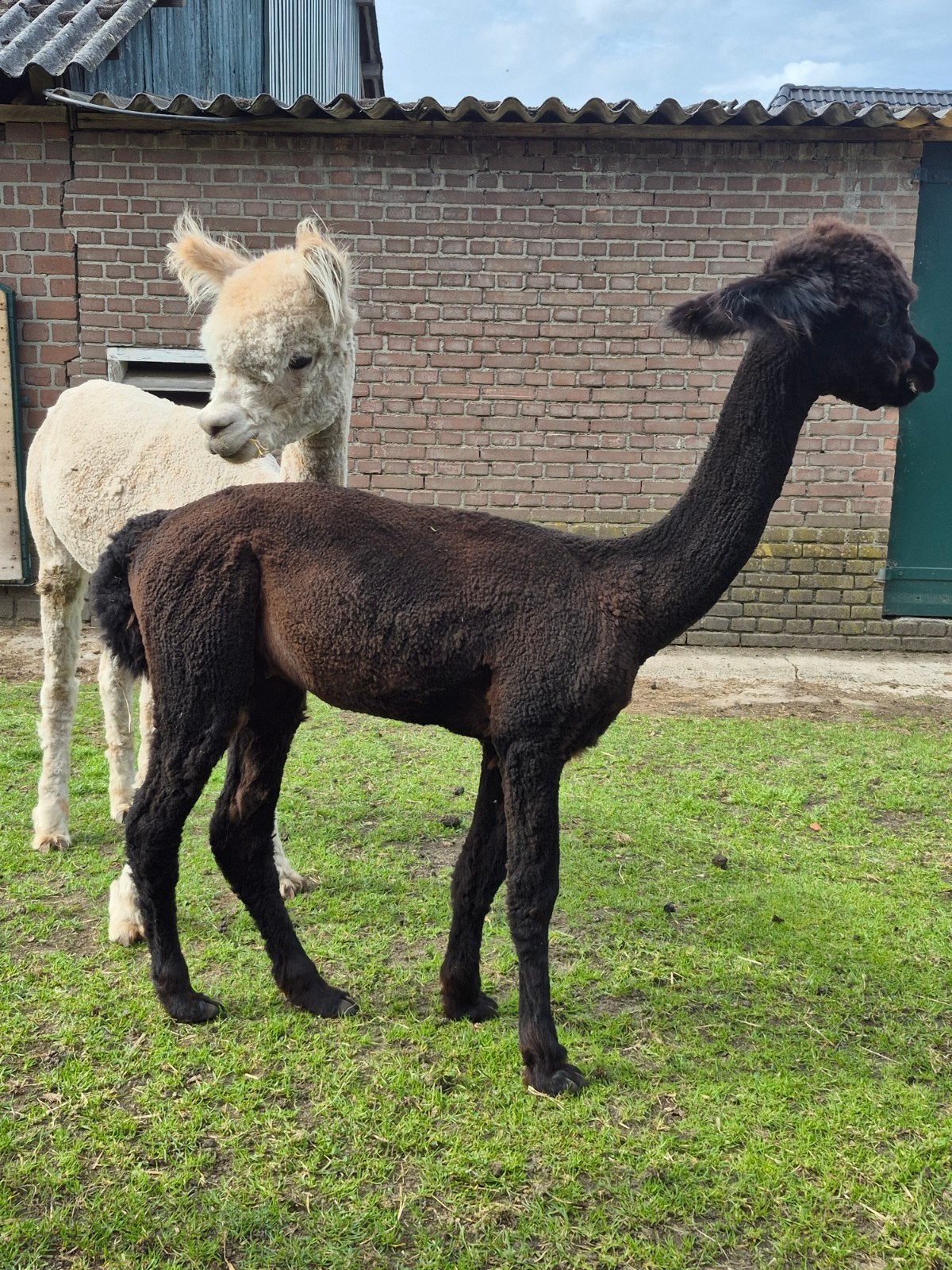 Alpaca hengst, Mei, Mannelijk