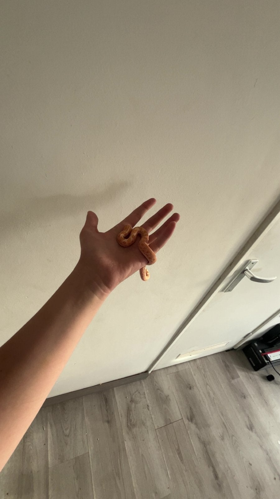 1.0 haakneus slang Hognose Snake photo 3