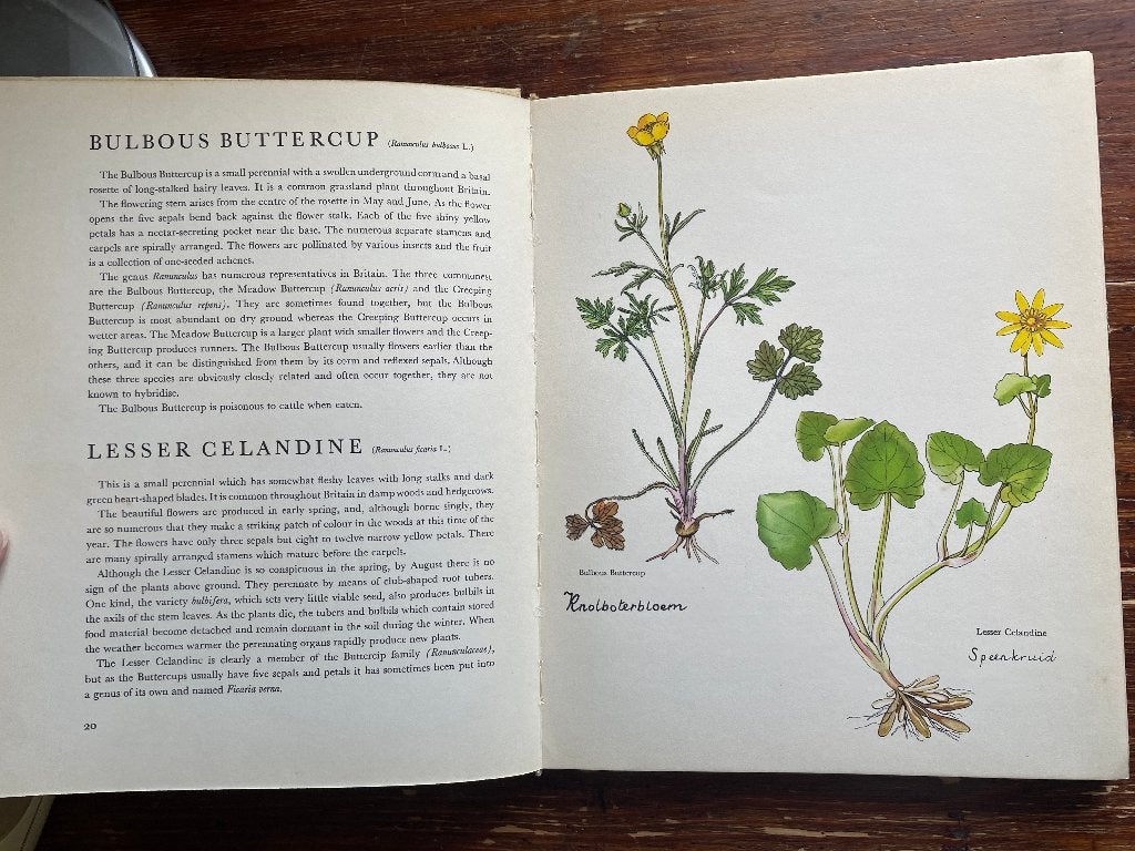 J.G. Barton Wild Flowers 1964 Taal = Engels, Boeken, Gelezen, Bloemen, Planten en Bomen, Ophalen of Verzenden, J.G. Barton en K. Svolinsky