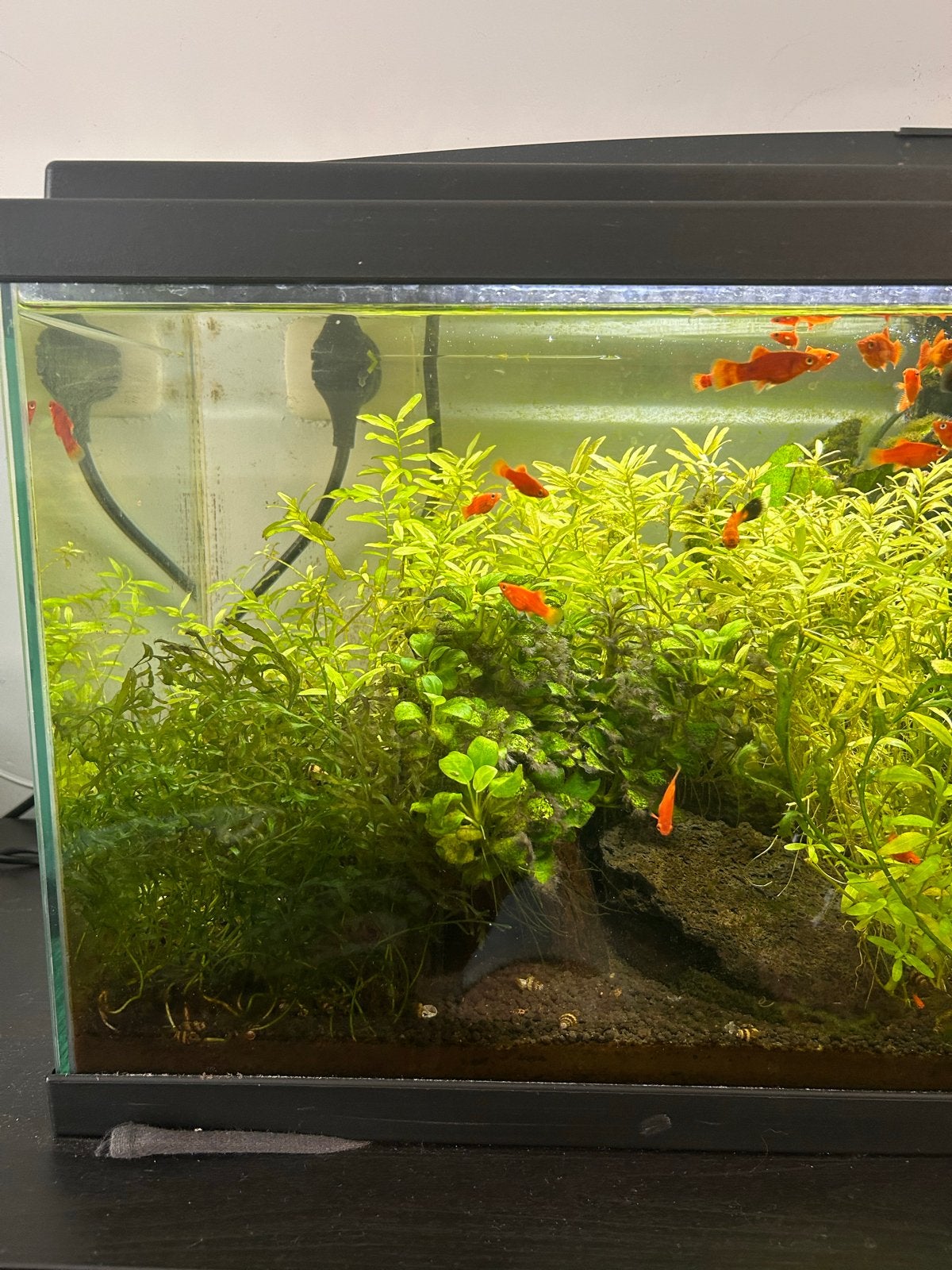 Aquarium met vissen en kast, Ophalen, Zo goed als nieuw, Gevuld zoetwateraquarium