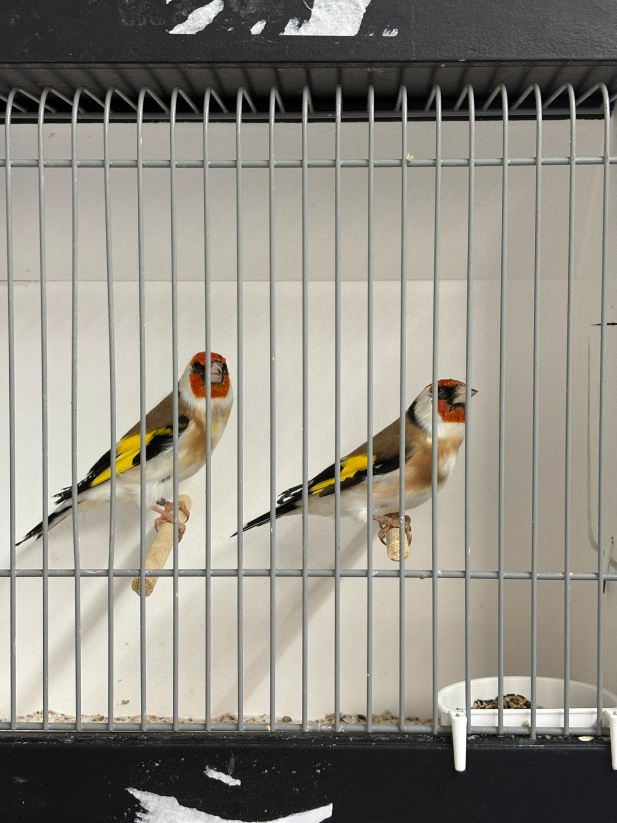 Majoor putters, Dieren en Toebehoren, Meerdere dieren, Wildzangvogel, Geringd