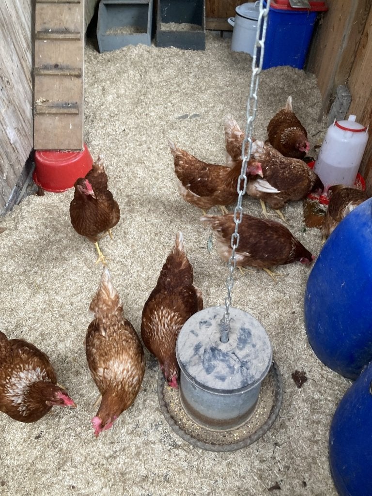 Jonge kerngezonde Legkippen, Vrouwelijk, Kip