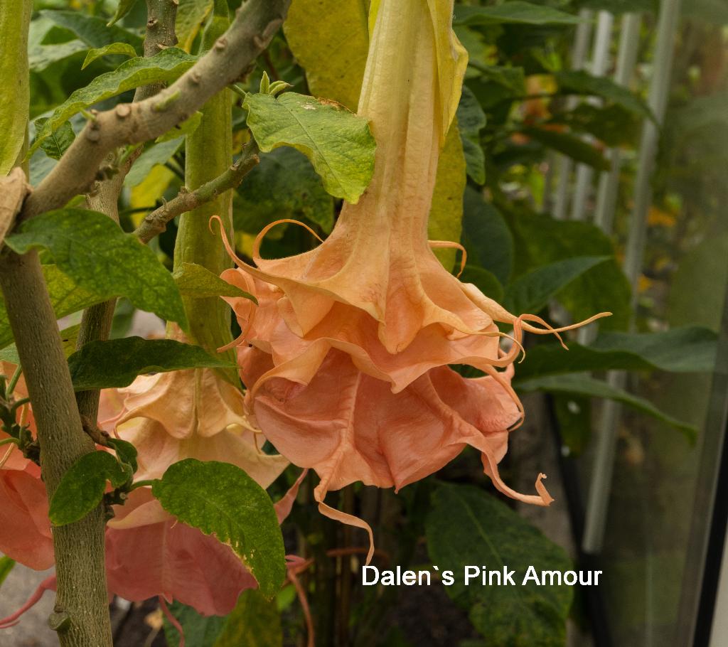 Mooie soorten Brugmansia stekken te koop., Overige soorten, Volle zon, Eenjarig, Ophalen of Verzenden