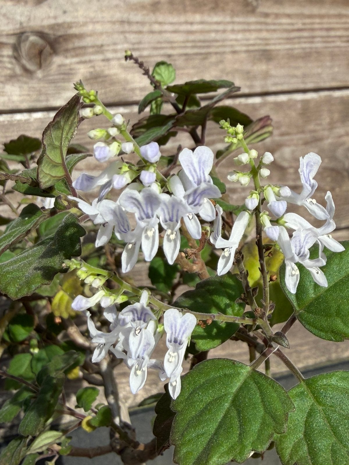 Plectranthus Ernstii. Grote plant. Bonzai-munt, reumaplant, Ophalen, Halfschaduw, Minder dan 100 cm