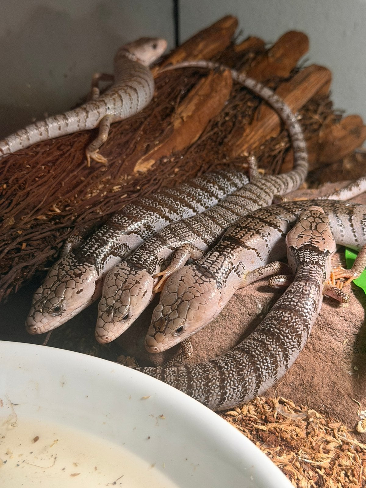 Cyclodomorphus gerrardii 0.0.7, Slang, 0 tot 2 jaar