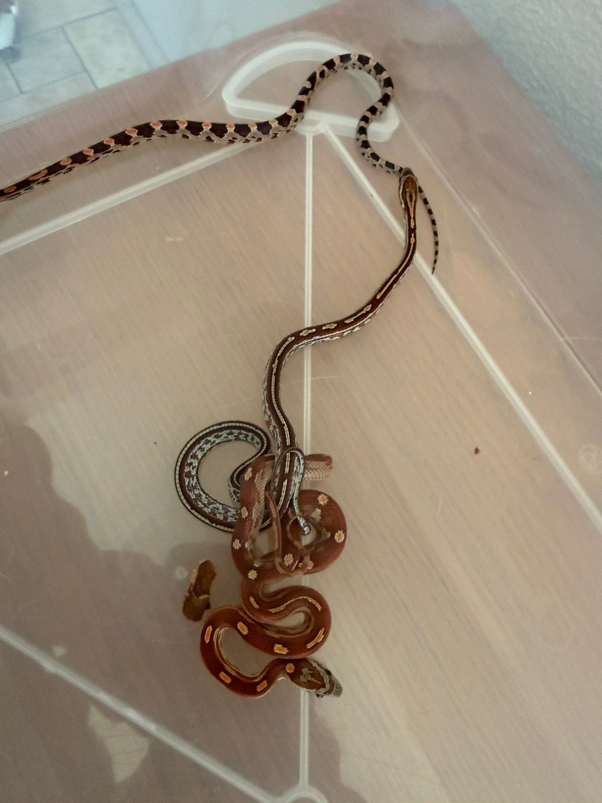 Baby rattenslang Rat Snake photo 5