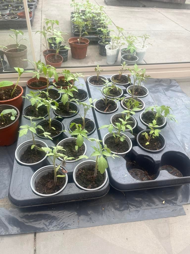 Tomaatplantjes, Tuin en Terras, Planten | Tuinplanten, Ophalen, Eenjarig, Groenteplanten, Volle zon