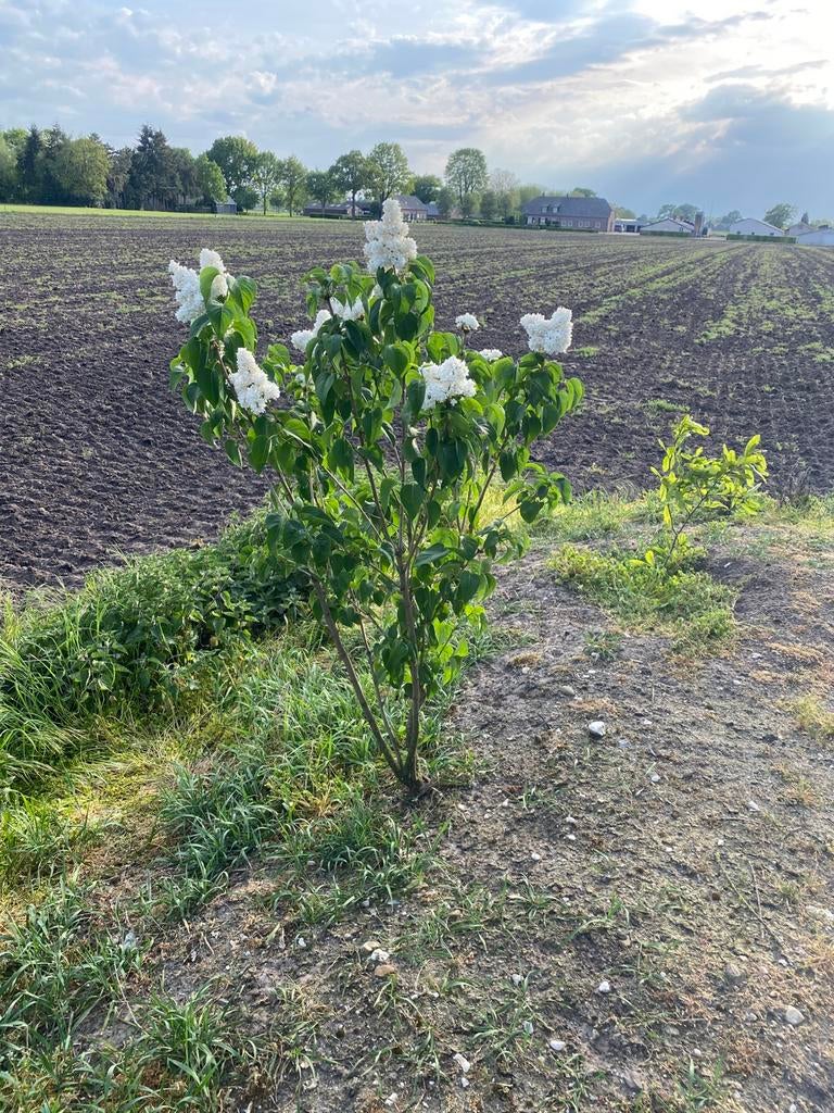 Heerlijk ruikend seringen boompje, Tuin en Terras, Planten | Struiken en Hagen, Ophalen, Overige soorten, Minder dan 100 cm