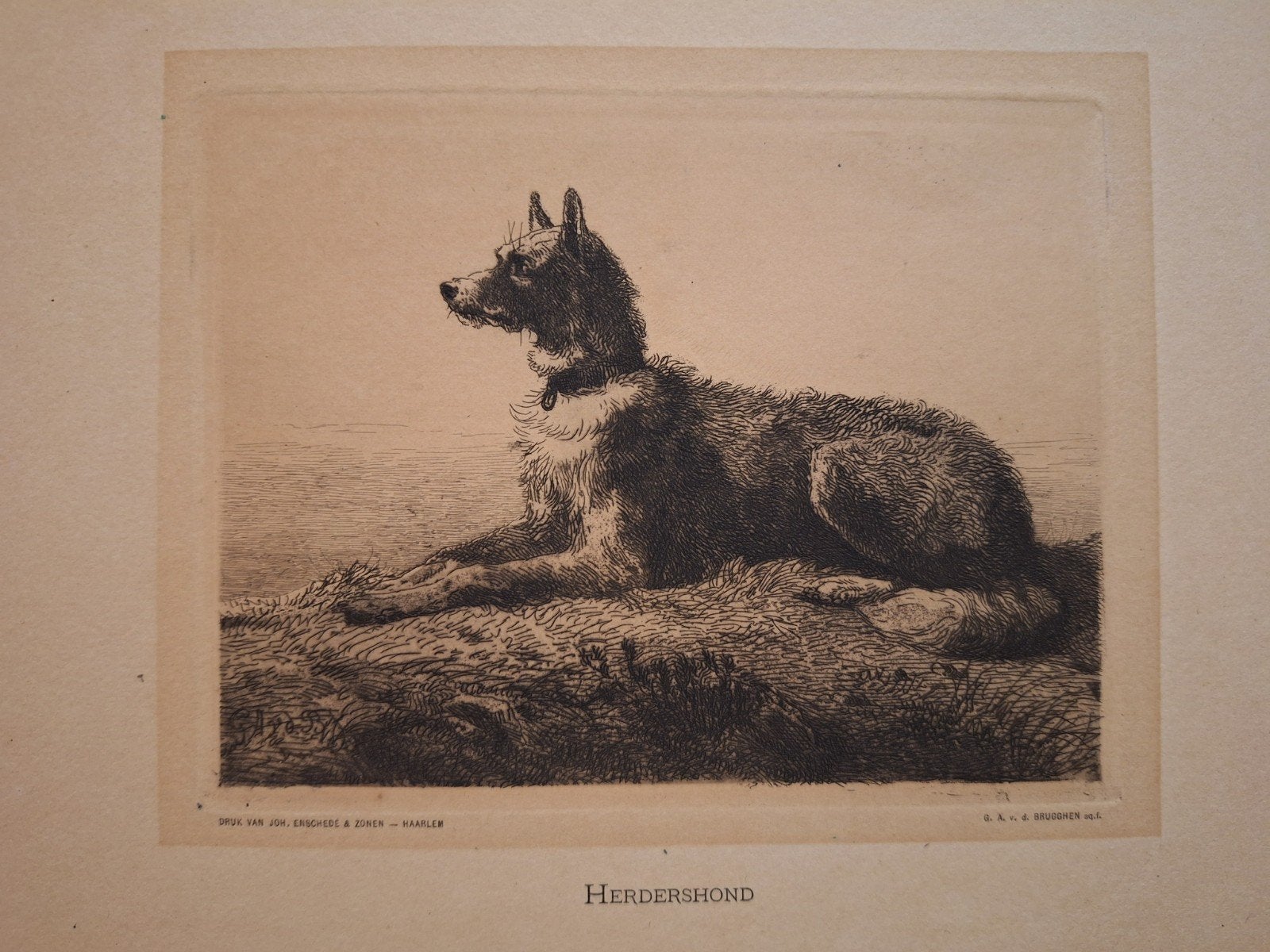 Ets Herdershond - Druk van Joh. Enschedé & Zonen, Antiek en Kunst, Verzenden
