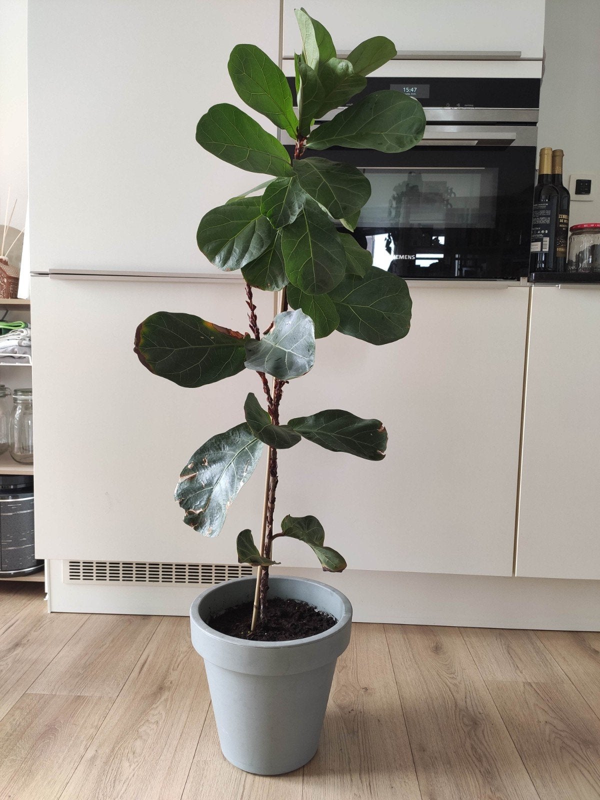 Ficus Lyrata - 90cm tall, Vaste plant, Bloeit niet, Halfschaduw, Ophalen