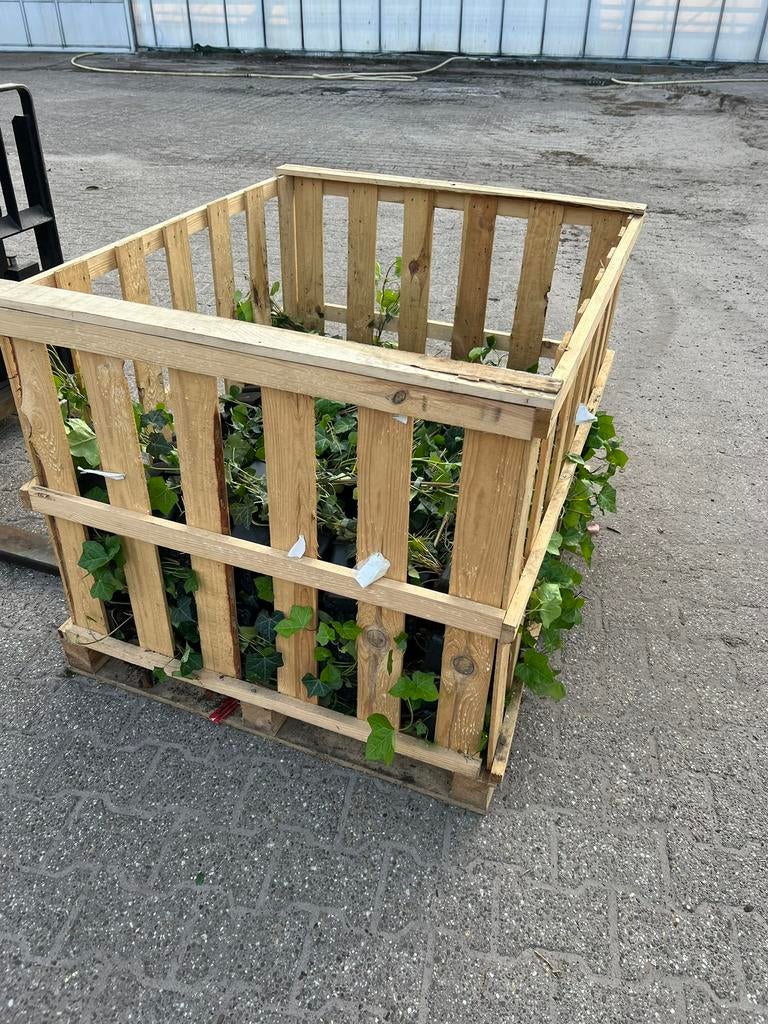 +-24 stuks hedera hibernica restpartij 80–100cm, Minder dan 3 m³, Ophalen of Verzenden