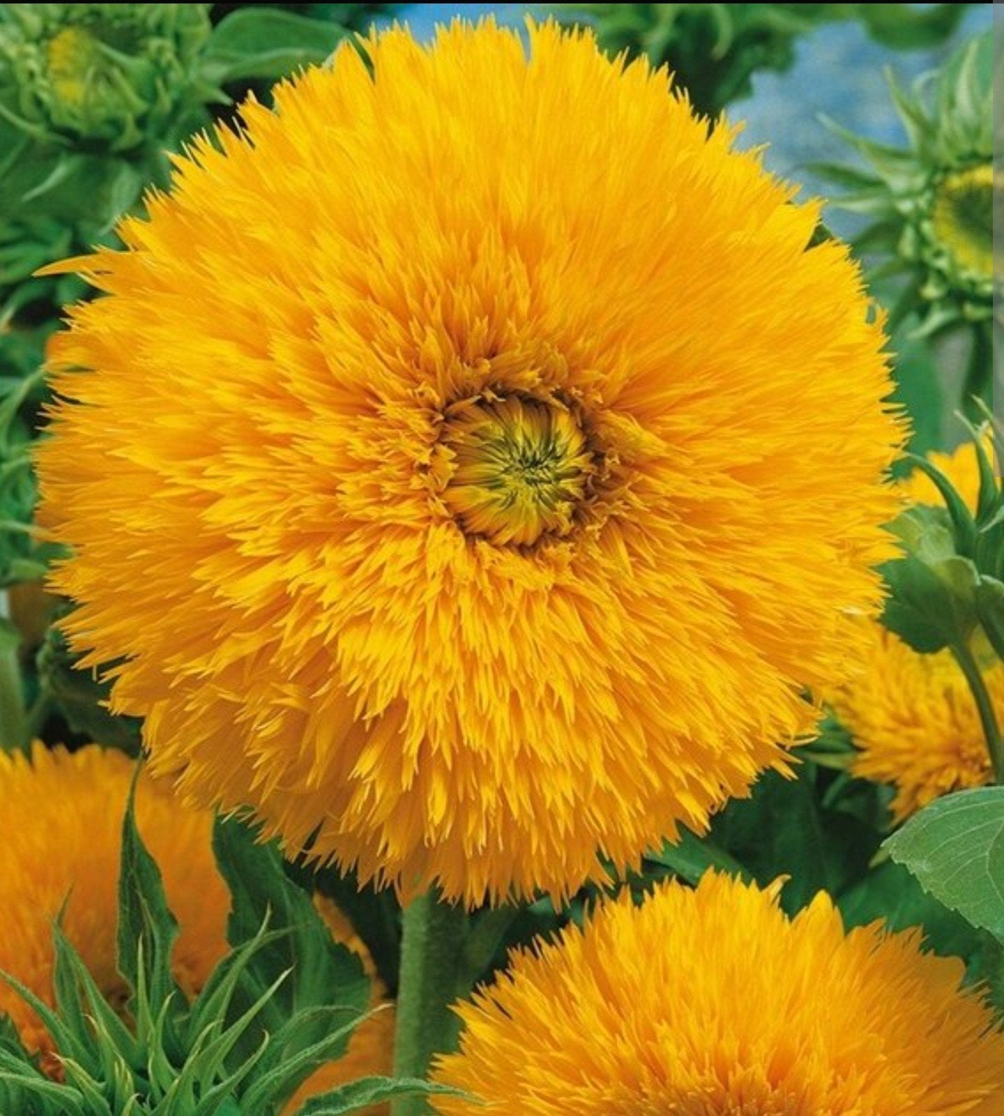 Zonnebloem Sungold, Ophalen of Verzenden