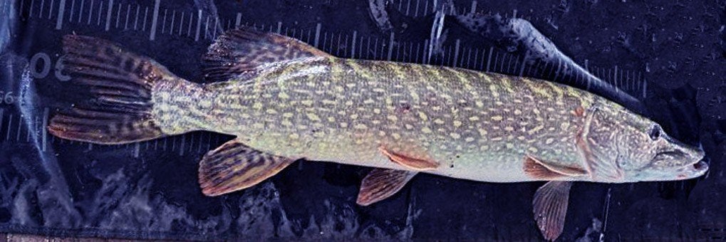 Snoekstreamer Q 5 met Fleurhaak en verwisselbare dreg, Ophalen, Nieuw, Complete set