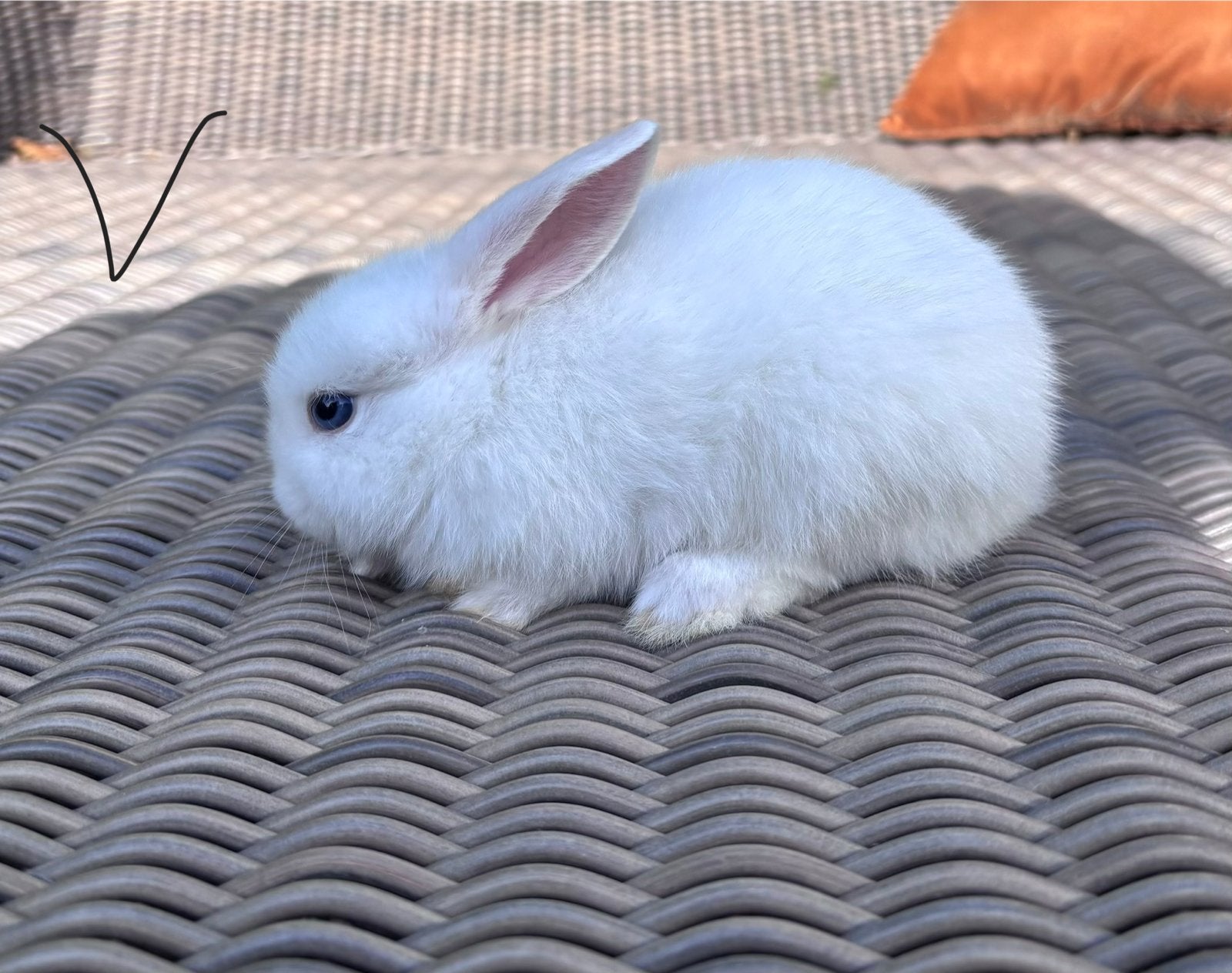 Babykonijnen te koop, Dieren en Toebehoren, Konijnen, Meerdere dieren, Groot