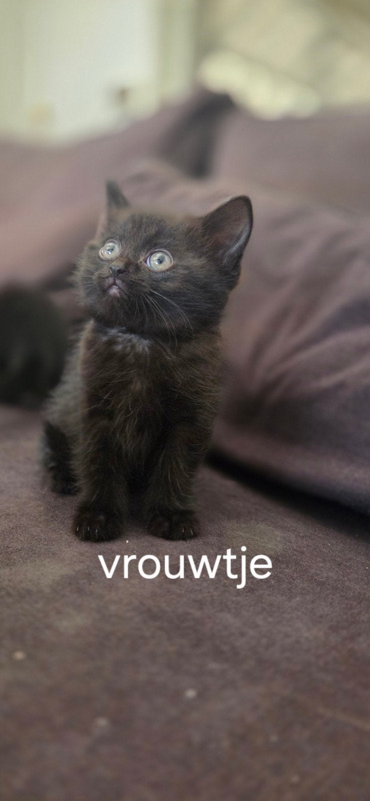 ragdoll kittens, Meerdere dieren, 0 tot 2 jaar