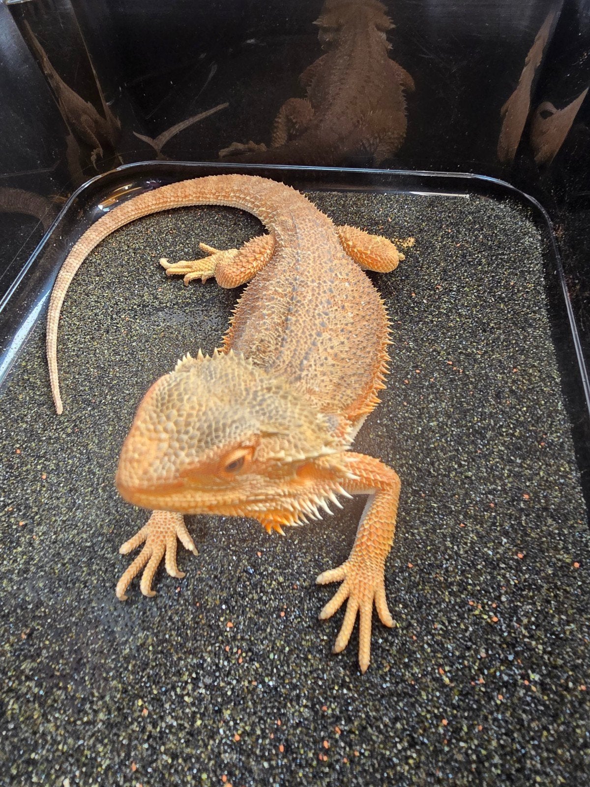 Prachtige vrouwelijke baardagaam (Pogona vitticeps) Bearded Dragon photo 3