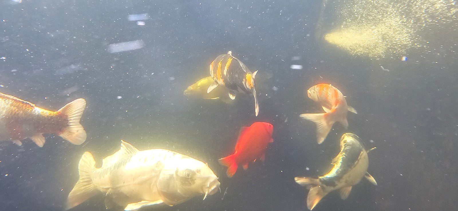 mooie koi van 38 cm, Dieren en Toebehoren, Vissen | Aquariumvissen