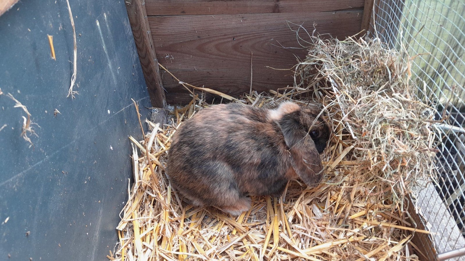 Hangoor konijn, Vrouwelijk, Middelgroot, Hangoor, 0 tot 2 jaar