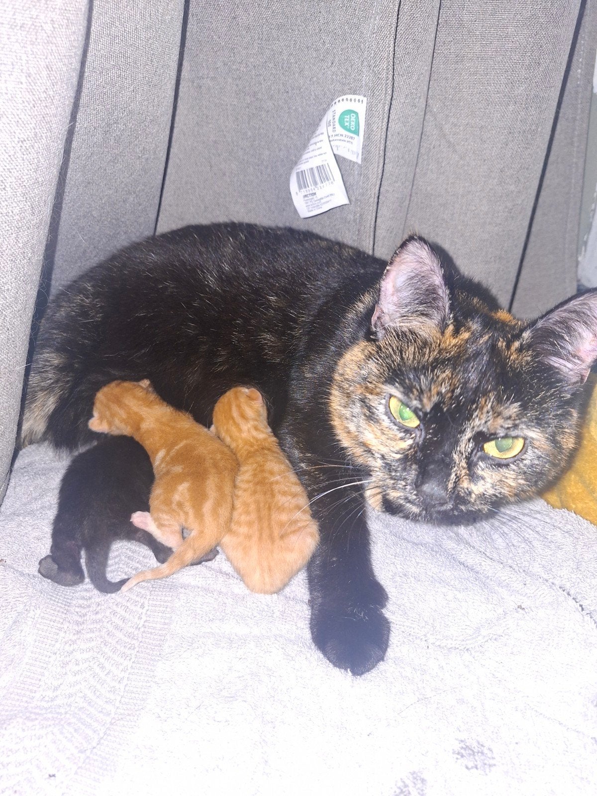 3 kittens pas geboren., Geslacht onbekend, Kortharig, 0 tot 2 jaar