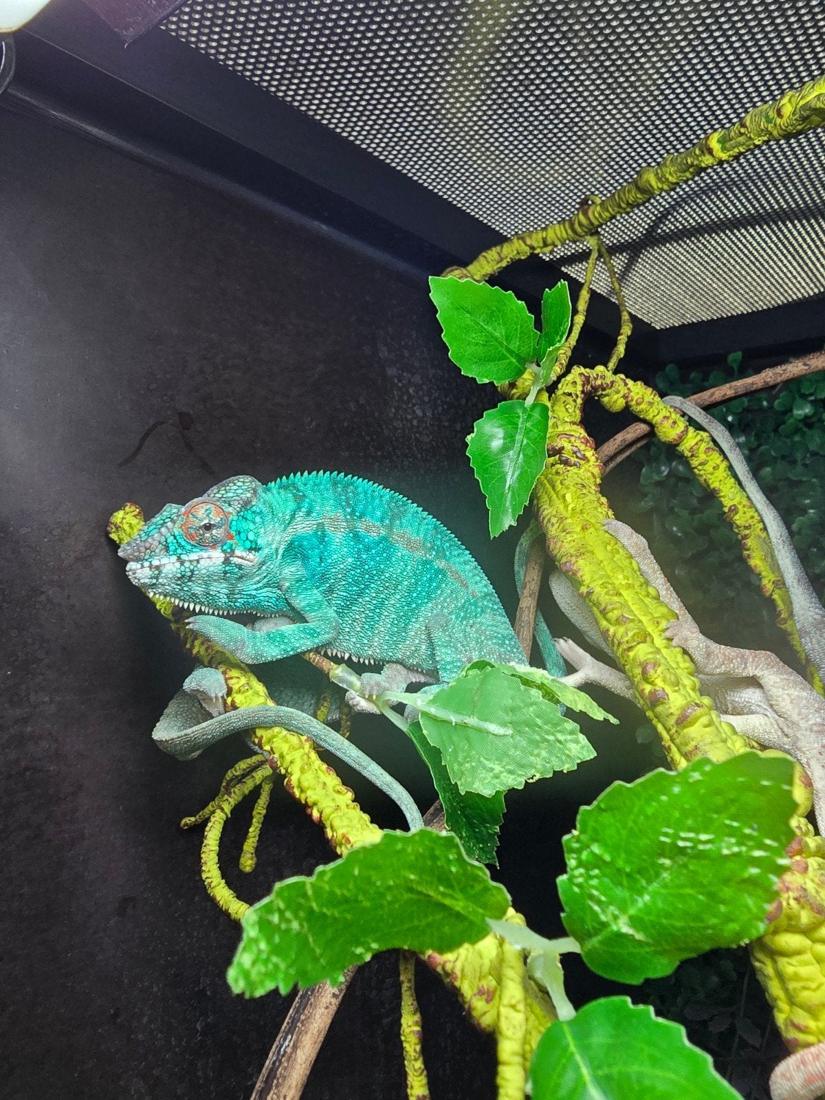 Prachtige Nosy Be panterkameleons (Furcifer pardalis) Chameleon photo 4