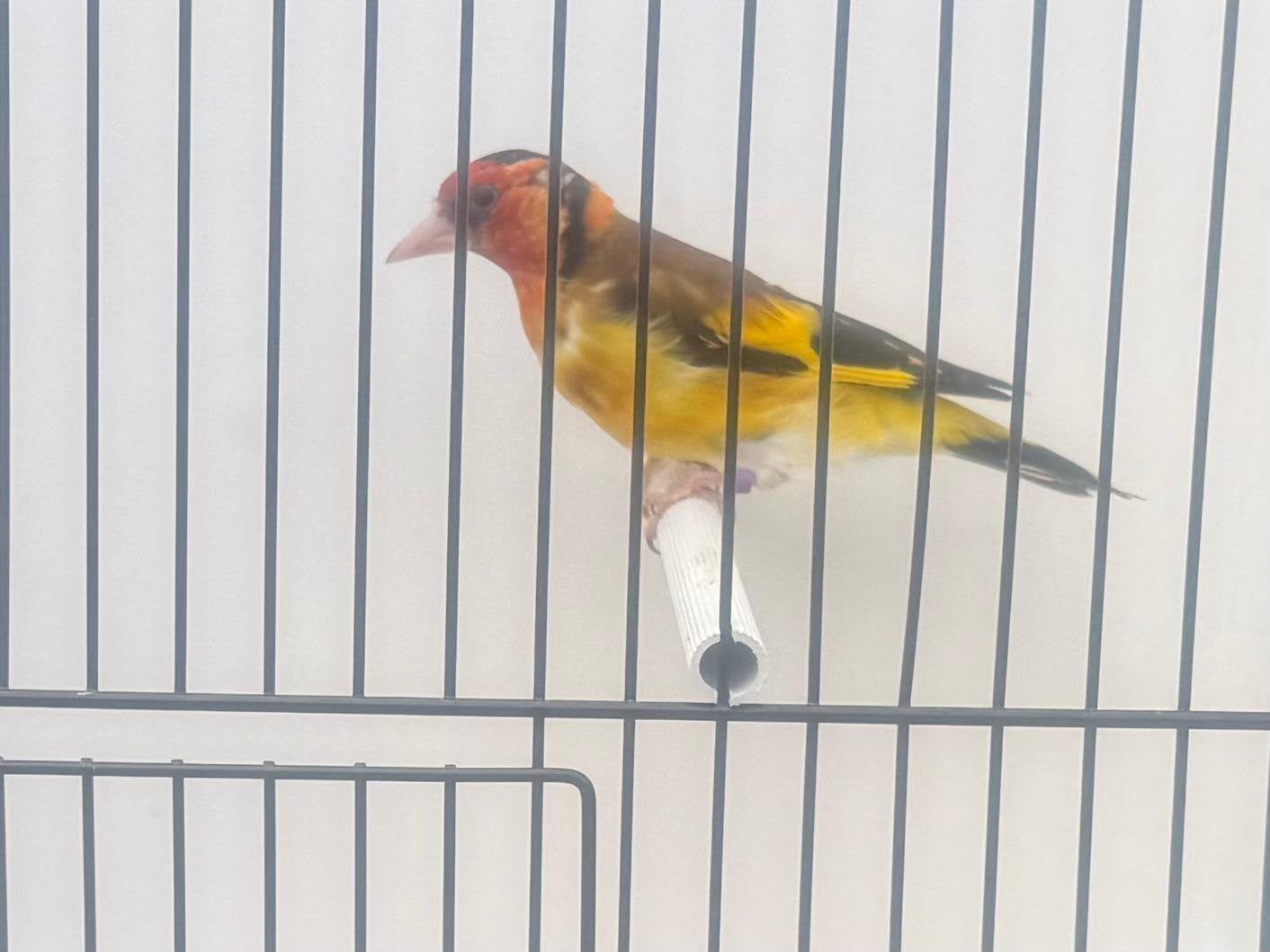 Major Putter Man Te Koop, Mannelijk, Wildzangvogel, Geringd