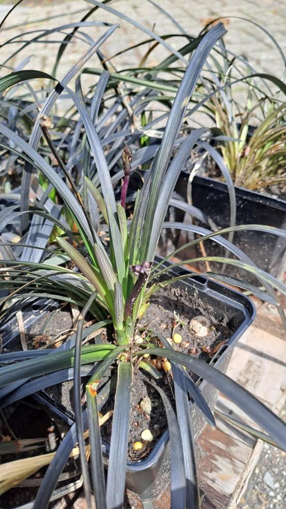 Slangenbaard Sier Plantjes - Ophiopogon planiscapus 'Nig, Vaste plant, Siergrassen, Ophalen of Verzenden, Halfschaduw