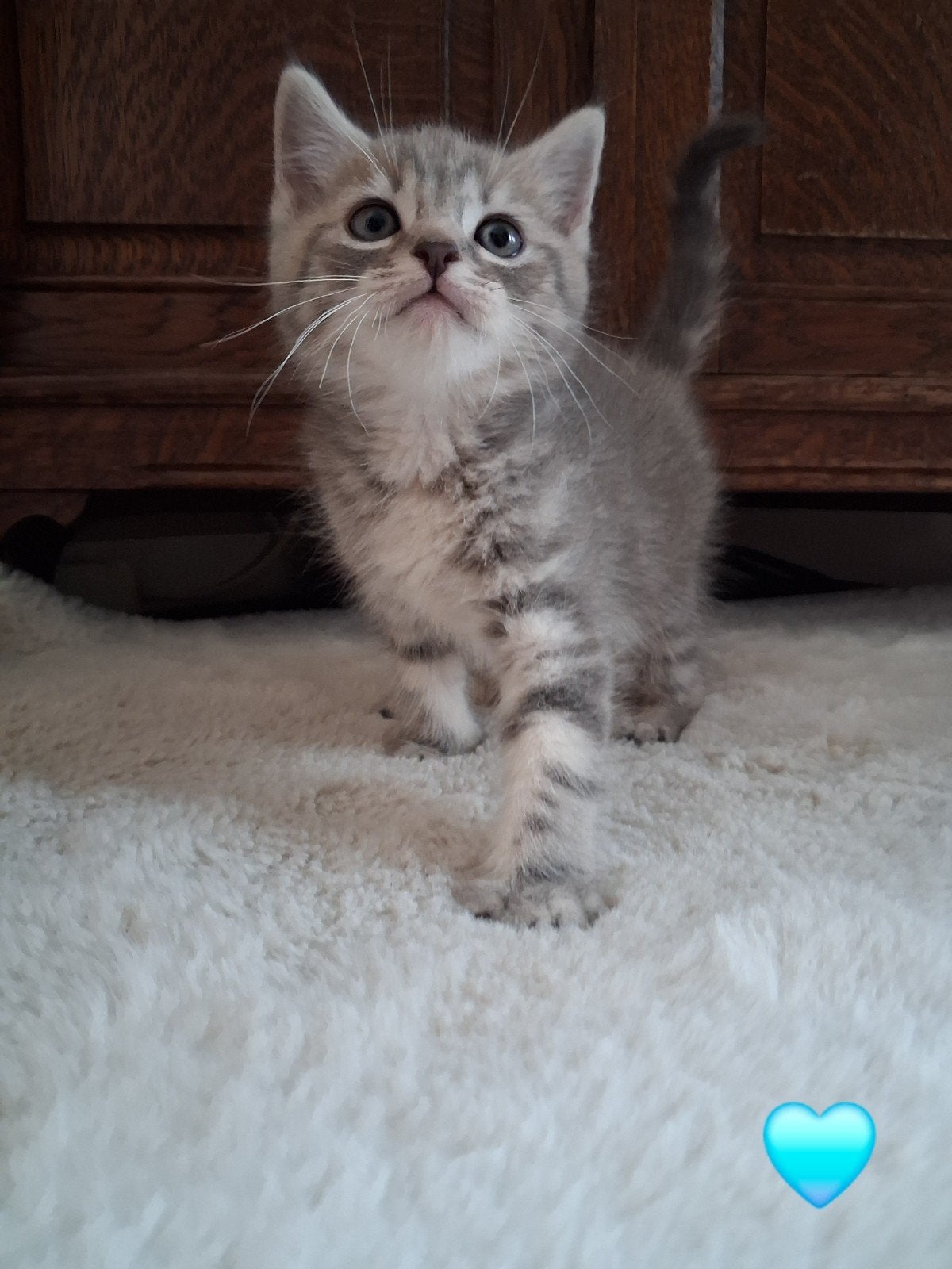 Lieve Brit  europees korthaar kitten, Kater, Ontwormd, 0 tot 2 jaar