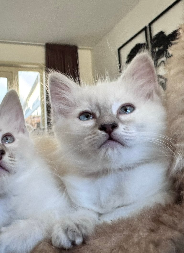 Prachtig Ragdoll Blue lynx point poesje, Dieren en Toebehoren, Poes