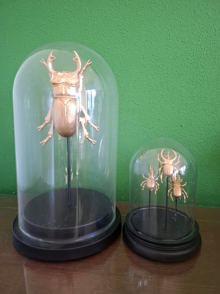 Gouden kevers onder stolp, Ophalen